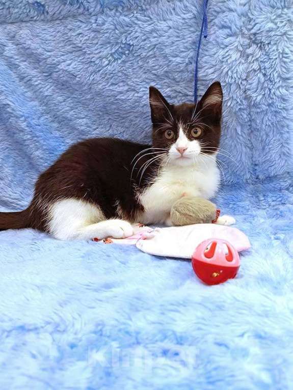 Кошки в Москве: Котёнок девочка маркизного окраса по имени Носюша ищет дом Девочка, 10 руб. - фото 3