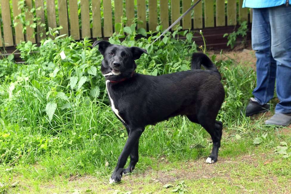 Собаки в Санкт-Петербурге: Отдам собаку бесплатно Девочка, Бесплатно - фото 7