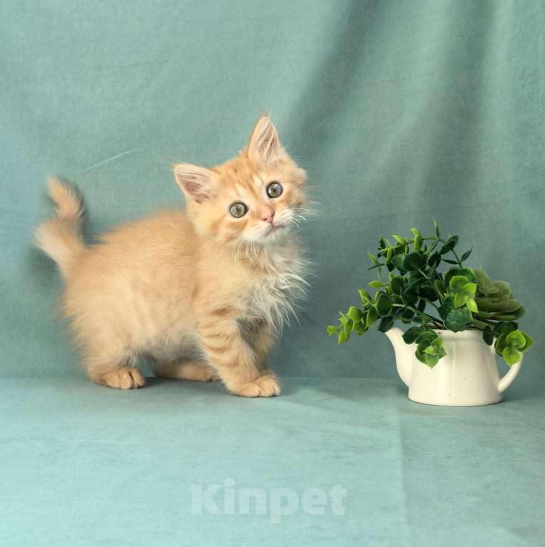 Кошки в Тюмени: Сибирский мальчик  Мальчик, 60 000 руб. - фото 2