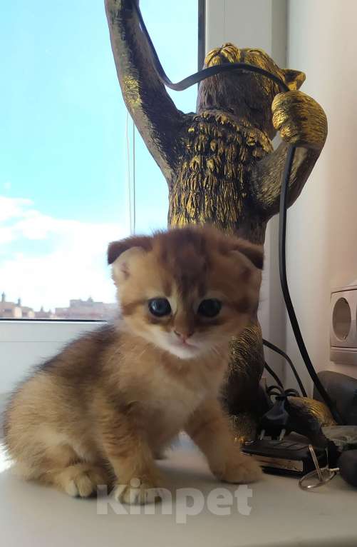 Кошки в других городах Московской области: Шотландская вислоухая Девочка, 10 000 руб. - фото 4