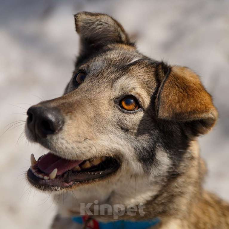 Собаки в Москве: Аски Мальчик, Бесплатно - фото 1