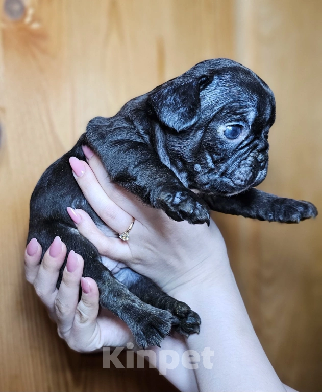 Собаки в Уфе: Какао триндл девочка Девочка, 60 руб. - фото 3