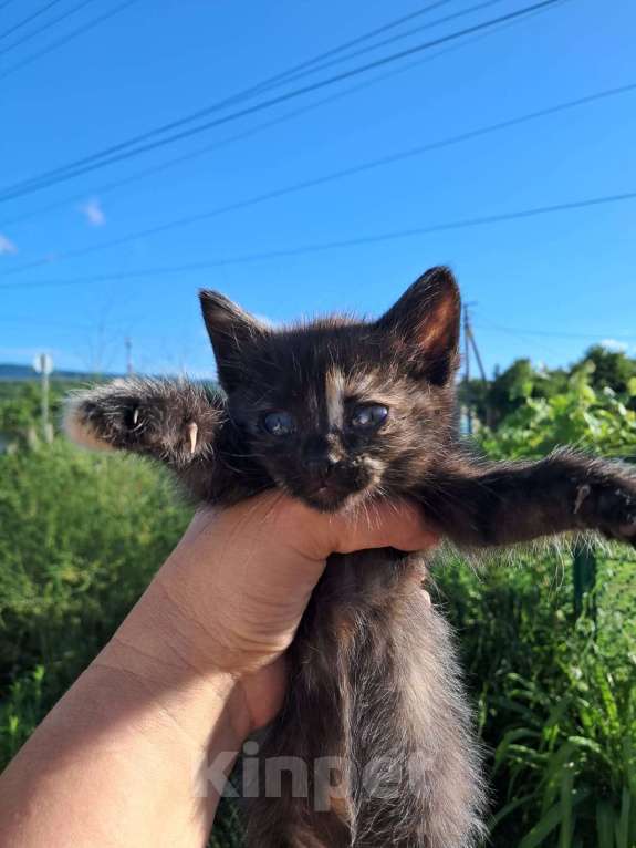 Кошки в Краснодаре: Шоколадная девочка Девочка, Бесплатно - фото 1