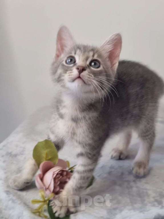 Кошки в Санкт-Петербурге: Красивый котенок дымчатый серый 2 месяца Мальчик, Бесплатно - фото 5