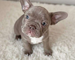 Собаки в Новочебоксарске: Французский бульдог, щенок Фрик Мальчик, 150 000 руб. - фото 2