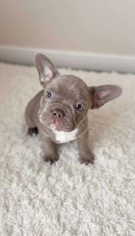 Собаки в Новочебоксарске: Французский бульдог, щенок Фрик Мальчик, 150 000 руб. - фото 2