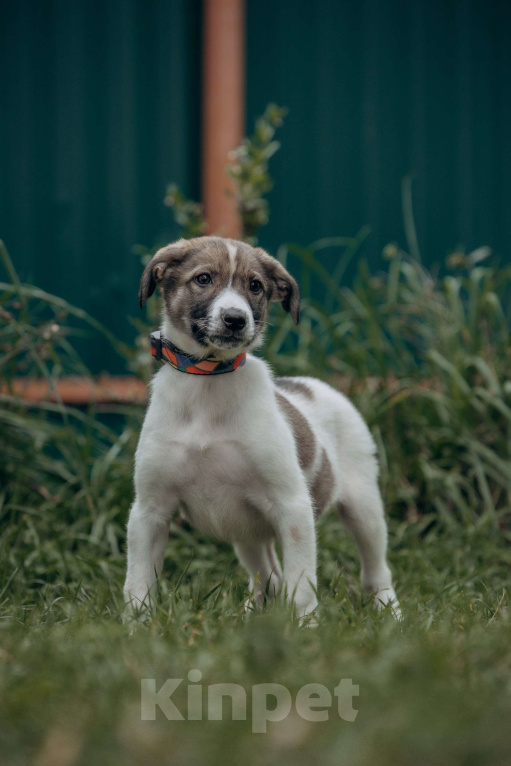 Собаки в Москве: Щенок в добрые руки бесплатно Москва Девочка, Бесплатно - фото 4
