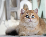 Кошки в Владивостоке: Британский котенок. Красивая девочка Девочка, 70 000 руб. - фото 2