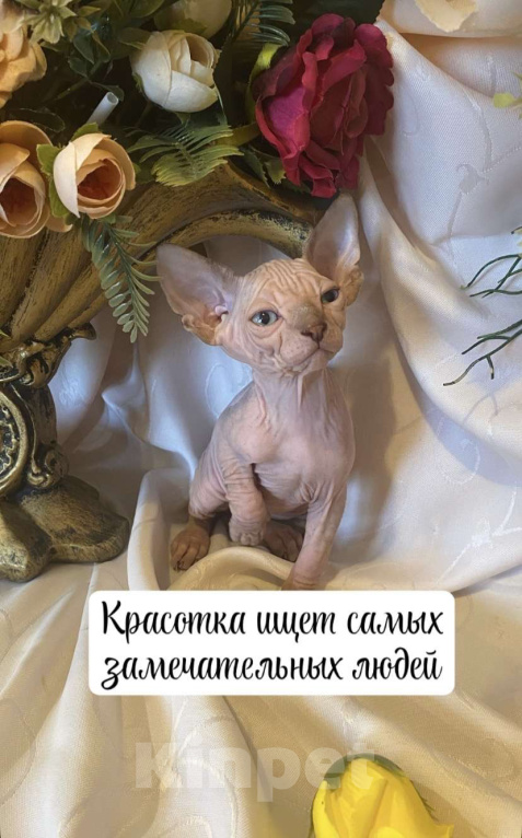 Кошки в Москве: Нежнейшая котодевочка с документами Девочка, 23 000 руб. - фото 1
