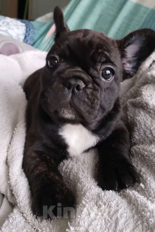 Собаки в Новосибирске: 1 Девочка, 50 000 руб. - фото 1