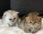 Кошки в Уфе: Шотландские котята купить недорого Девочка, 800 руб. - фото 2