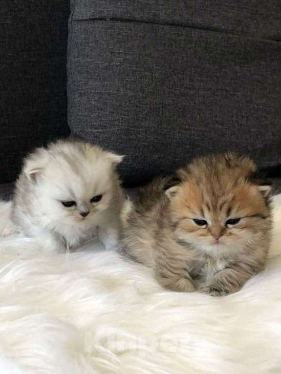 Кошки в Уфе: Шотландские котята купить недорого Девочка, 800 руб. - фото 2