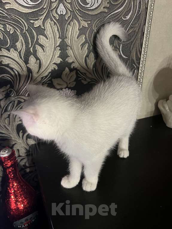 Кошки в Балашихе: Серебристая шиншилла котенок Девочка, 20 000 руб. - фото 2