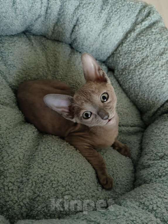 Кошки в Смоленске: Бархатные котята Девочка, 35 000 руб. - фото 7