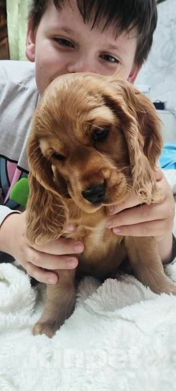 Собаки в Анапе: Английский кокер спаниель Аврора Девочка, 25 000 руб. - фото 2