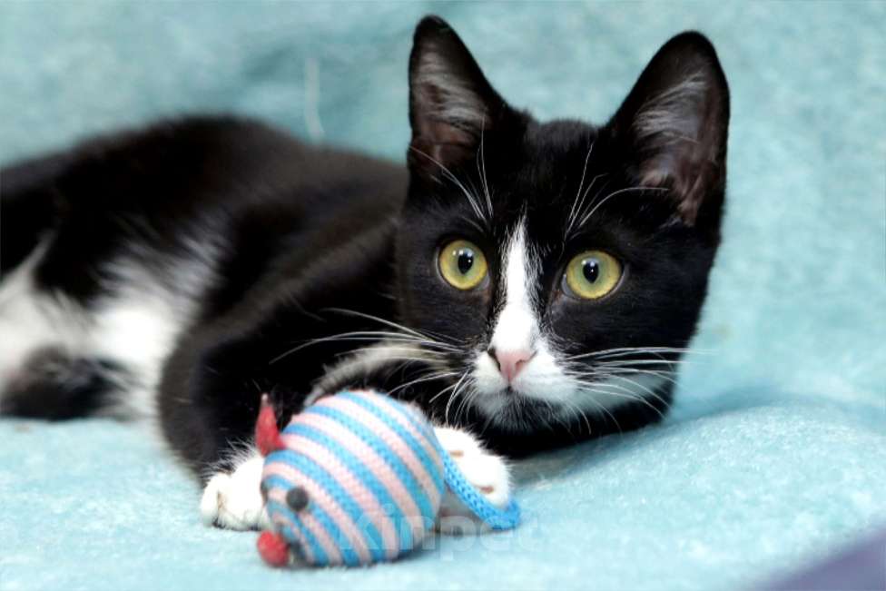 Кошки в Санкт-Петербурге: Особенная Василиса в добрые руки Девочка, Бесплатно - фото 5