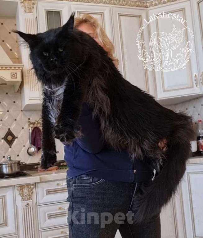 Кошки в Москве: Котенок мейн кун из питомника  Мальчик, 80 000 руб. - фото 9