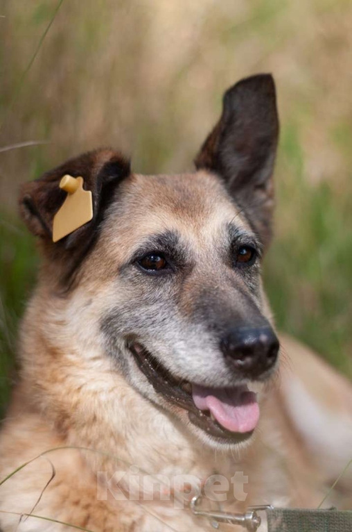 Собаки в Ногинске: Живёт в приюте уже не первый год тихая и скромная девочка. Зовут Дина. Девочка, Бесплатно - фото 4