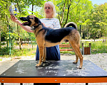 Собаки в Санкт-Петербурге: Свой в доску, друг котов, и просто душевный пёс ищет дом Мальчик, Бесплатно - фото 6