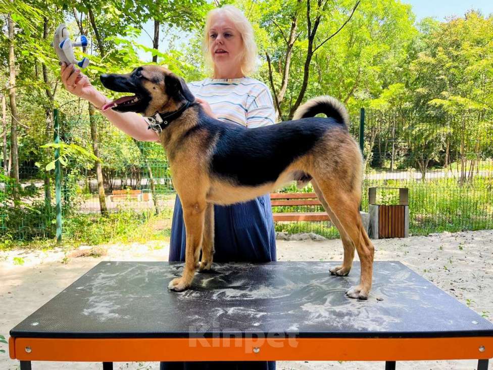 Собаки в Санкт-Петербурге: Свой в доску, друг котов, и просто душевный пёс ищет дом Мальчик, Бесплатно - фото 6