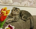 Кошки в Ростове-на-Дону: Котята Девочка, 8 000 руб. - фото 5