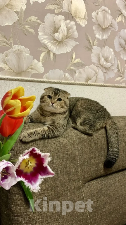 Кошки в Ростове-на-Дону: Котята Девочка, 8 000 руб. - фото 5