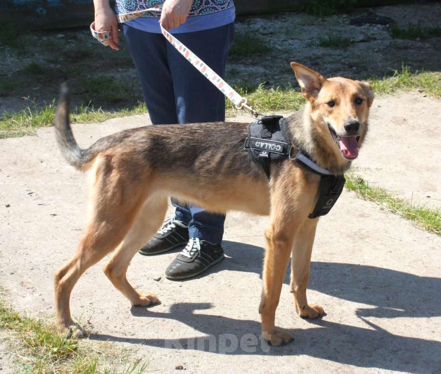 Собаки в Москве: Молоденькая ласкушечка Ариша ждет родную семью всю свою маленькую жизнь!  Девочка, Бесплатно - фото 4