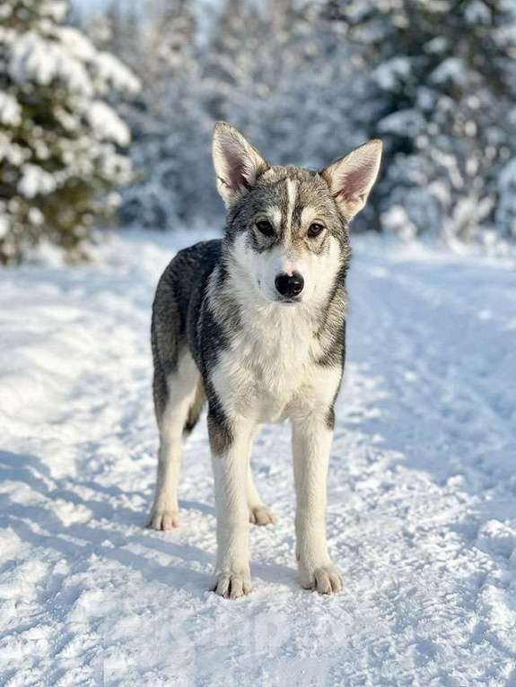 Собаки в Москве: Три щенячьх сердца ищут добрых хозяев Мальчик, Бесплатно - фото 6
