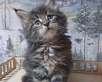 Кошки в Пензе: Мейн кун полидакт кот Мальчик, 25 000 руб. - фото 1