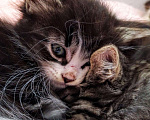 Кошки в Теберде: Кот ищет кошечку, кот на вязку, Бесплатно - фото 5