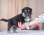 Собаки в Москве: 5 щенков от немецкой овчарки ищут дом Девочка, Бесплатно - фото 4
