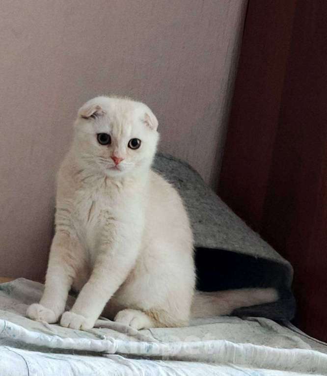 Кошки в Санкт-Петербурге: Шотландские котята Разнополые, 30 000 руб. - фото 3