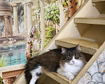 Кошки в Москве: Котик Милан ищет дом! Мальчик, Бесплатно - фото 2