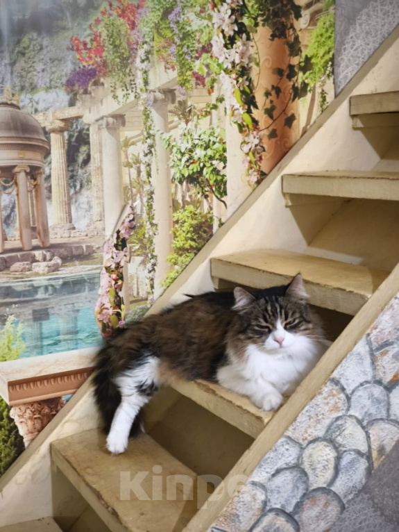 Кошки в Москве: Котик Милан ищет дом! Мальчик, Бесплатно - фото 2