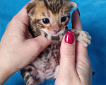 Кошки в Москве: Бенгальский мальчик Мальчик, 80 000 руб. - фото 6