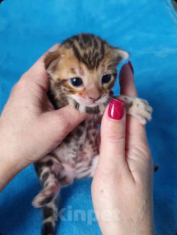 Кошки в Москве: Бенгальский мальчик Мальчик, 80 000 руб. - фото 6