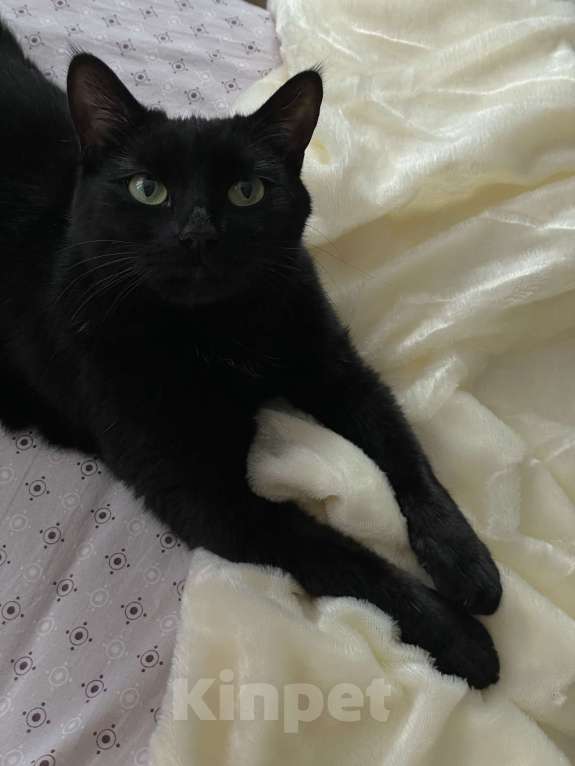 Кошки в Химках: Чёрная кошечка Люся Девочка, Бесплатно - фото 1
