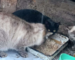 Кошки в Егорьевске: кот  Мальчик, Бесплатно - фото 2