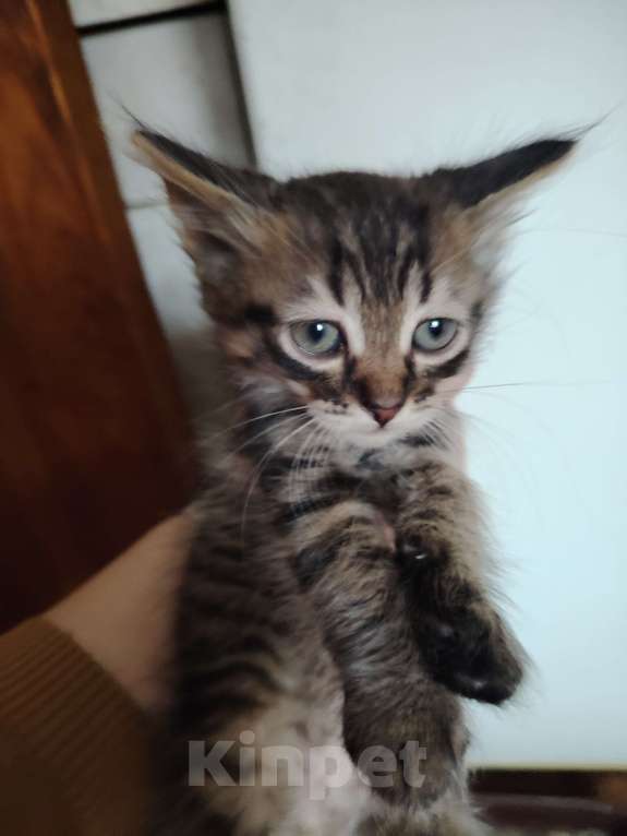 Кошки в Белгороде: Милые котята ищут хозяина Разнополые, 200 руб. - фото 2