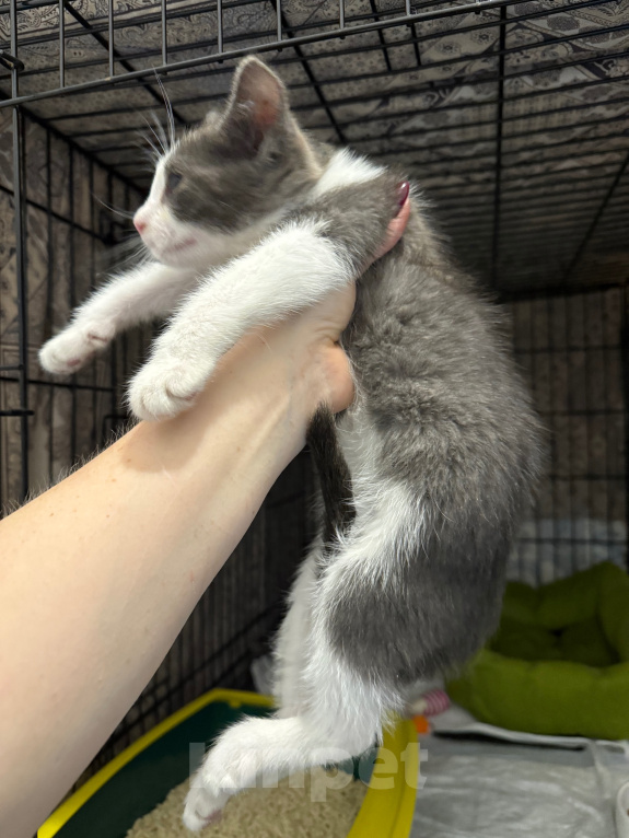 Кошки в Сосновом Бору: Котенок Жак Мальчик, Бесплатно - фото 7