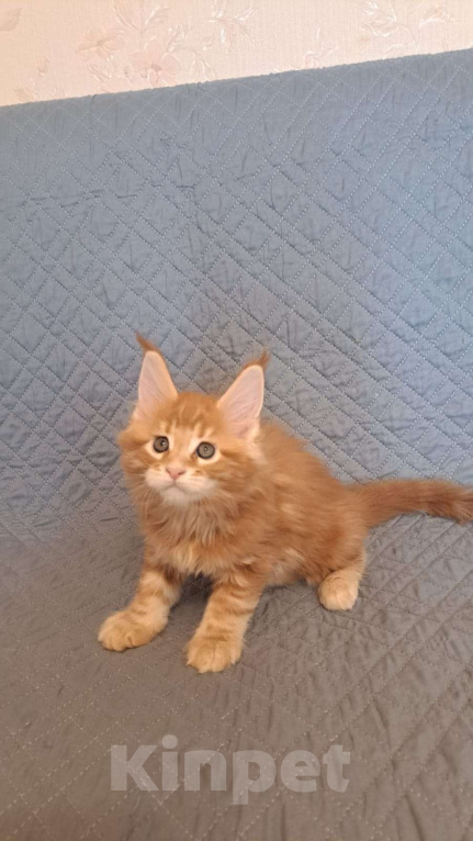 Кошки в Ярославле: Рыжый котенок Мальчик, 50 000 руб. - фото 3