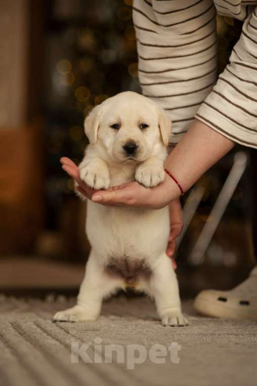 Собаки в Санкт-Петербурге: IRISLAV CLASSIC EDITION Девочка, 140 000 руб. - фото 4