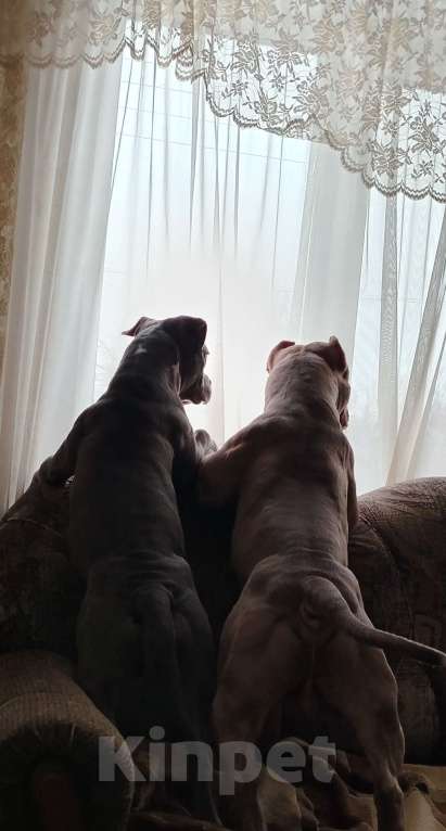 Собаки в Кинели: Американский булли Классик/ XL Мальчик, Бесплатно - фото 4