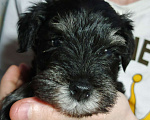 Собаки в Красноярске: Цвергшнауцер щенки от титулованных родителей Мальчик, 50 000 руб. - фото 3