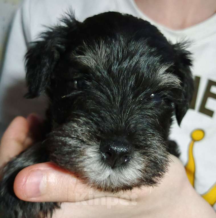 Собаки в Красноярске: Цвергшнауцер щенки от титулованных родителей Мальчик, 50 000 руб. - фото 3