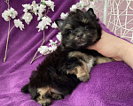 Собаки в Москве: Чёрный йорк мальчик стандарт Мальчик, 50 000 руб. - фото 2