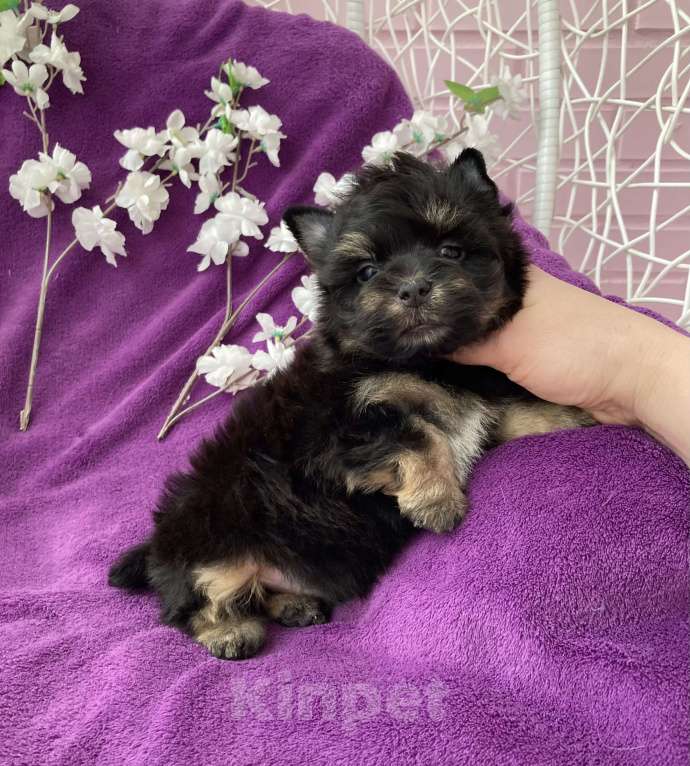 Собаки в Москве: Чёрный йорк мальчик стандарт Мальчик, 50 000 руб. - фото 2