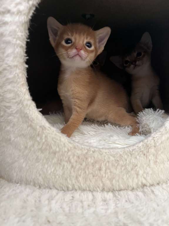 Кошки в Москве: Абиссинские котята Девочка, 60 000 руб. - фото 4