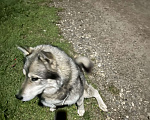 Собаки в Электростали: Хаски или маламут  Мальчик, Бесплатно - фото 3