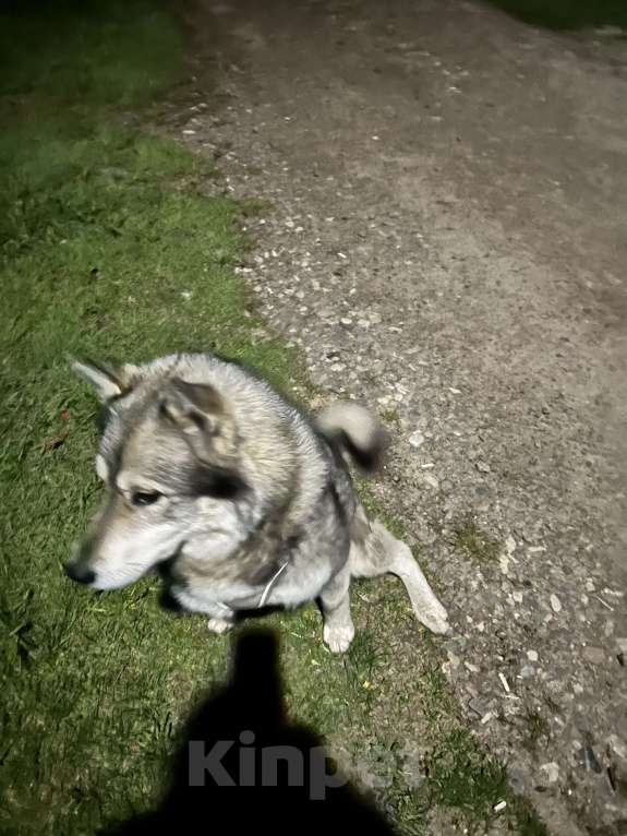 Собаки в Электростали: Хаски или маламут  Мальчик, Бесплатно - фото 3